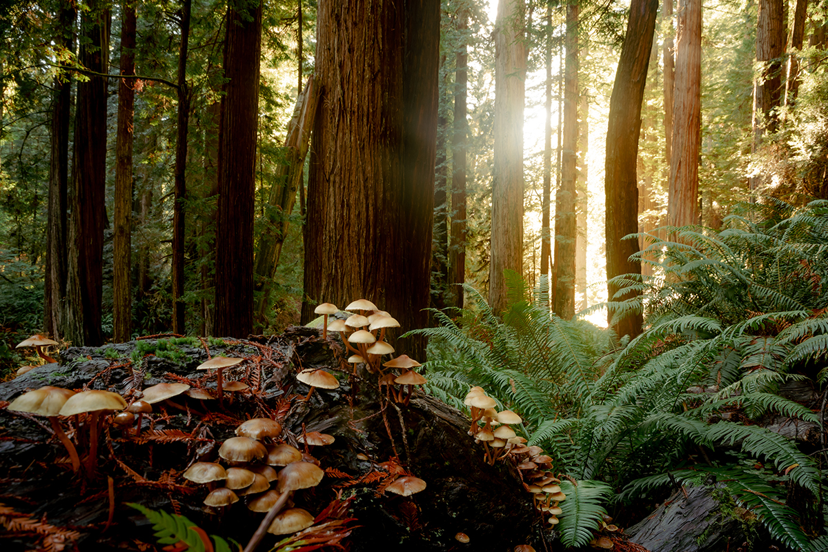 Your Guide to the Best Time to Visit Redwood National Park 1