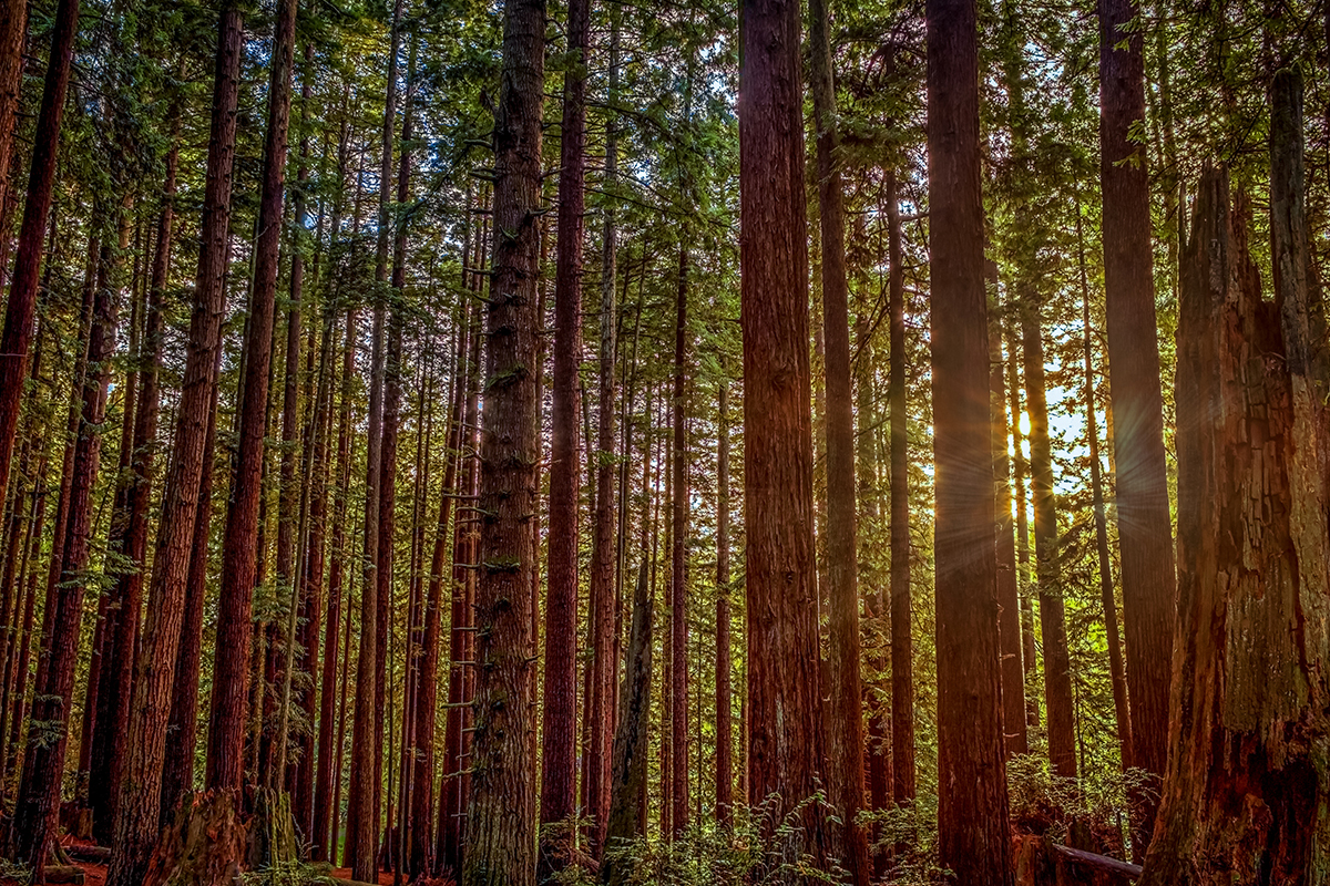 Your Guide to the Best Time to Visit Redwood National Park 3