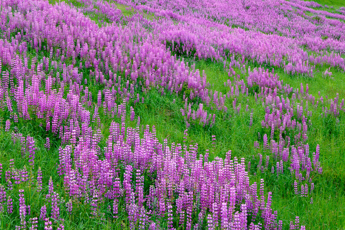 Your Guide to the Best Time to Visit Redwood National Park 5