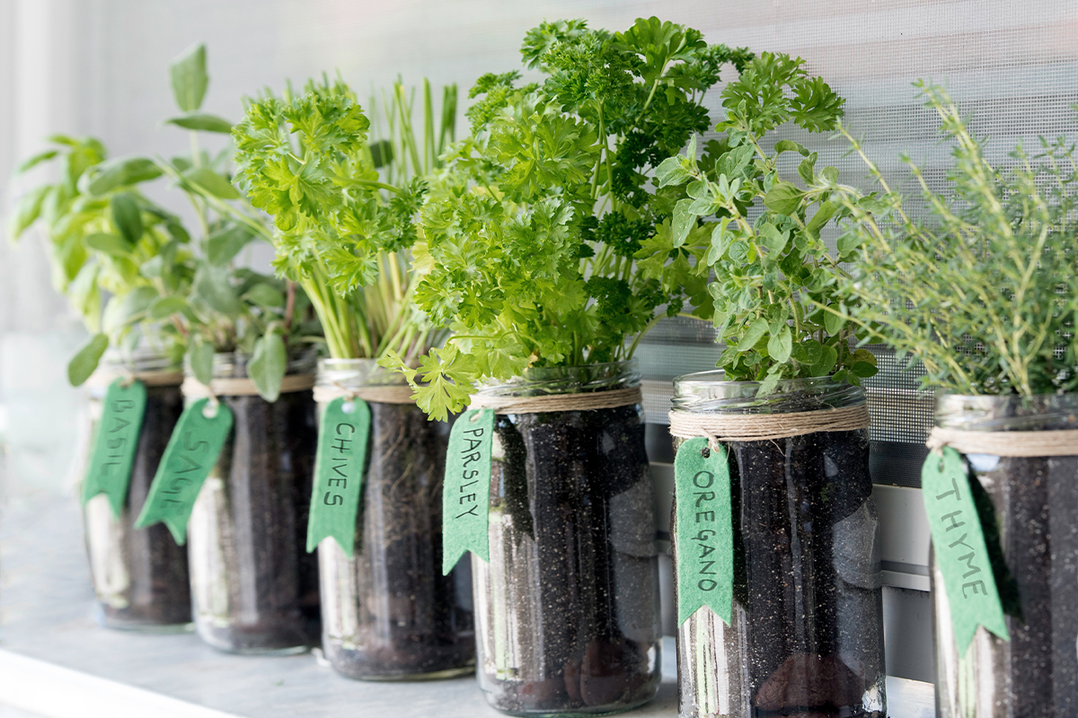 How To Grow Herbs Indoors at Home: Easy Tips for Basil, Mint and More 10