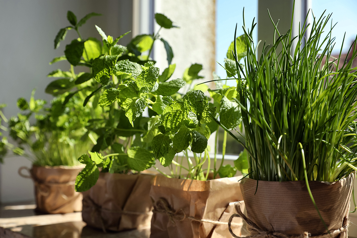 How To Grow Herbs Indoors at Home: Easy Tips for Basil, Mint and More 11