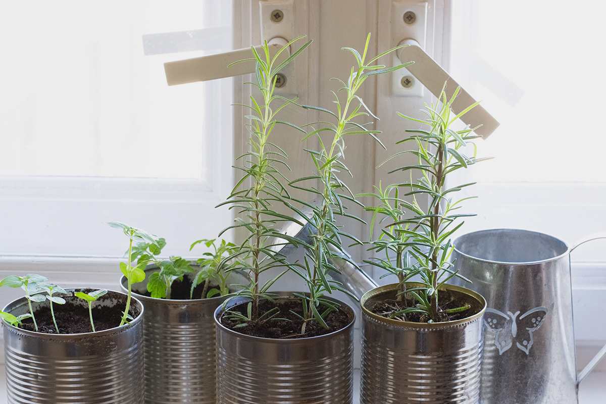 How To Grow Herbs Indoors at Home: Easy Tips for Basil, Mint and More 4