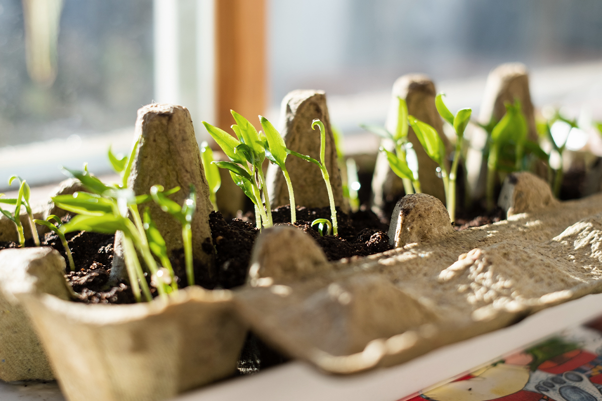 How To Grow Herbs Indoors at Home: Easy Tips for Basil, Mint and More 5