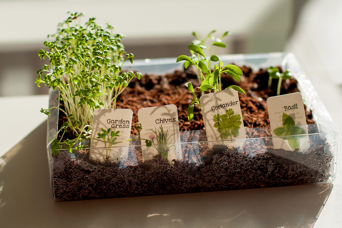 How To Grow Herbs Indoors at Home: Easy Tips for Basil, Mint and More 6