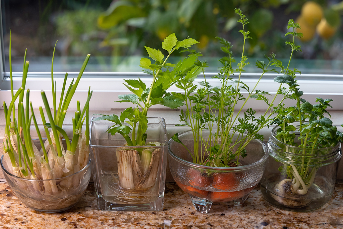 How To Grow Herbs Indoors at Home: Easy Tips for Basil, Mint and More 7