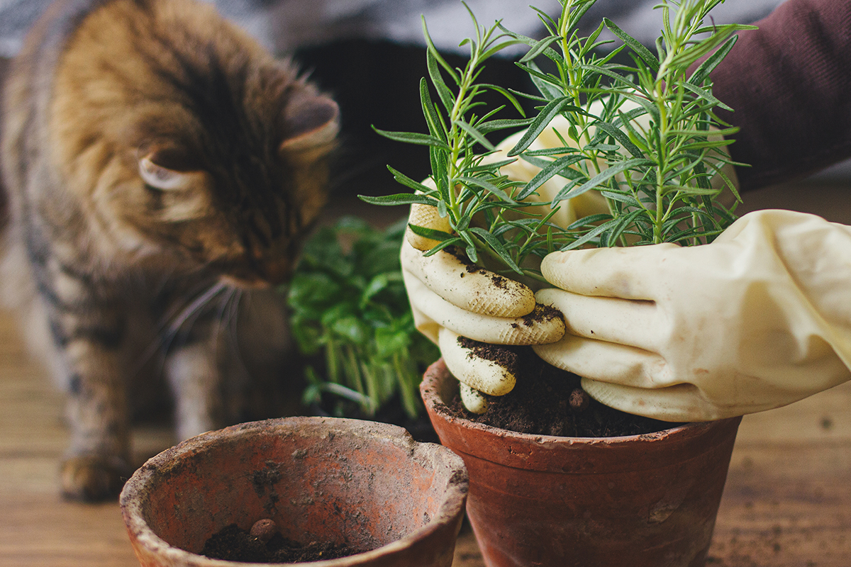 How To Grow Herbs Indoors at Home: Easy Tips for Basil, Mint and More 8