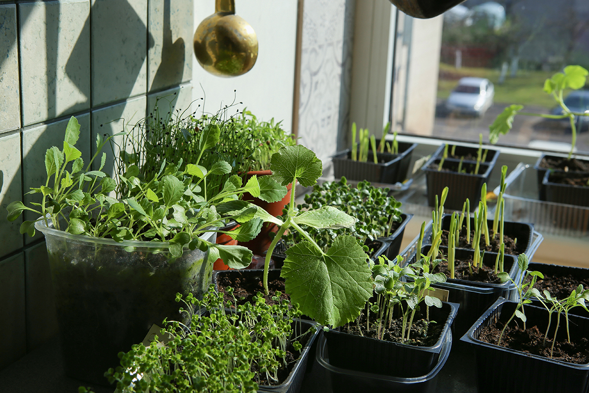 How To Grow Herbs Indoors at Home: Easy Tips for Basil, Mint and More 9