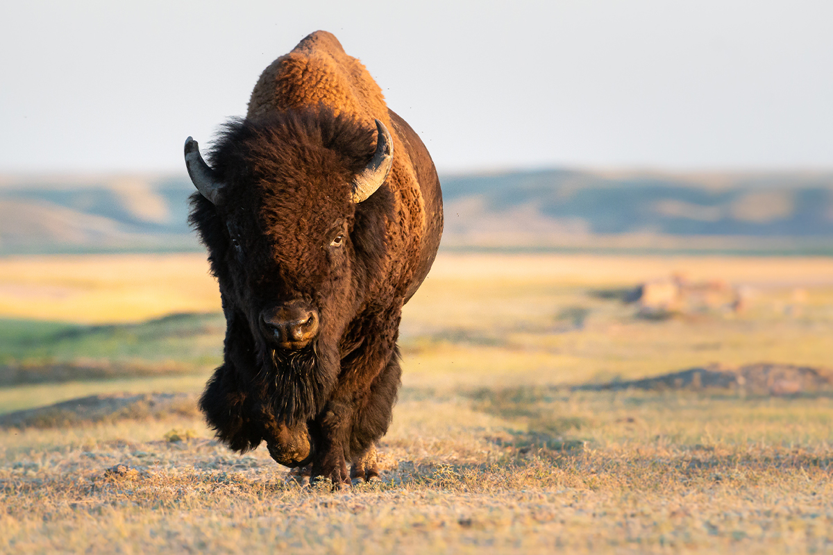 Meet the Yellowstone National Park Animals Up Close 1