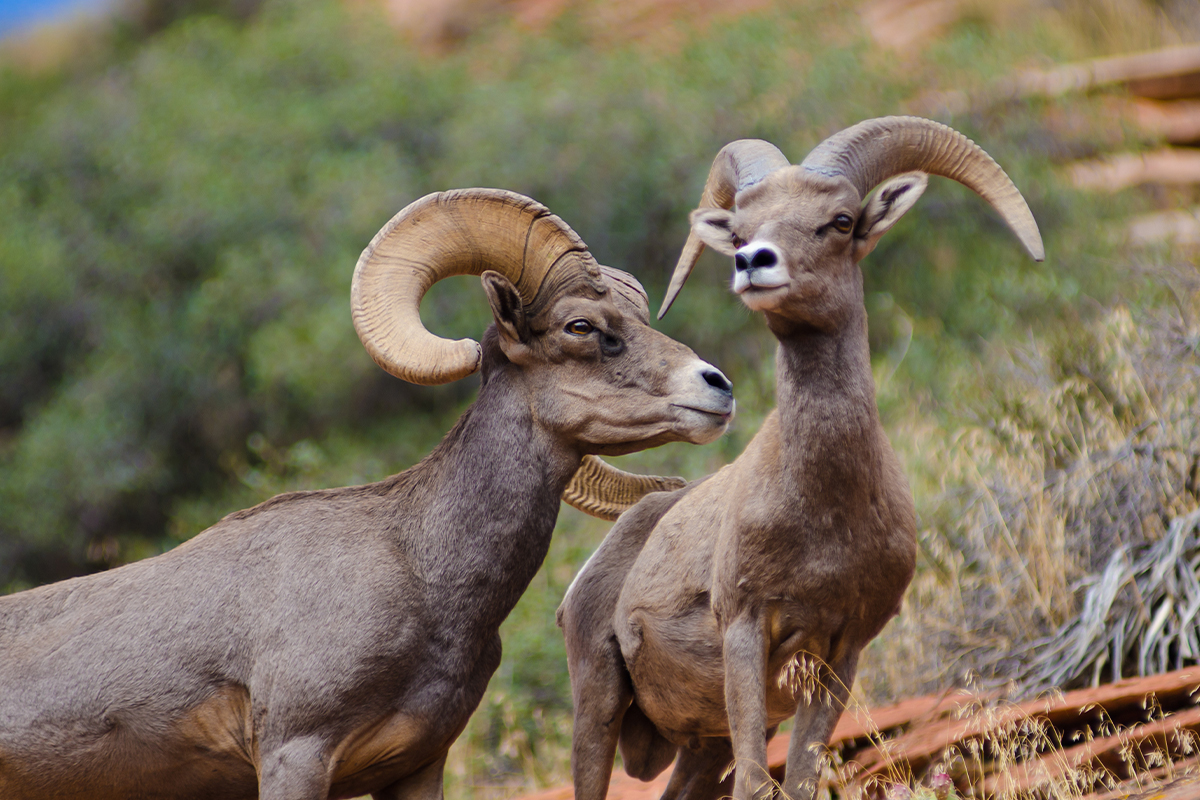Fascinating Zion National Park Animals to Look For 11