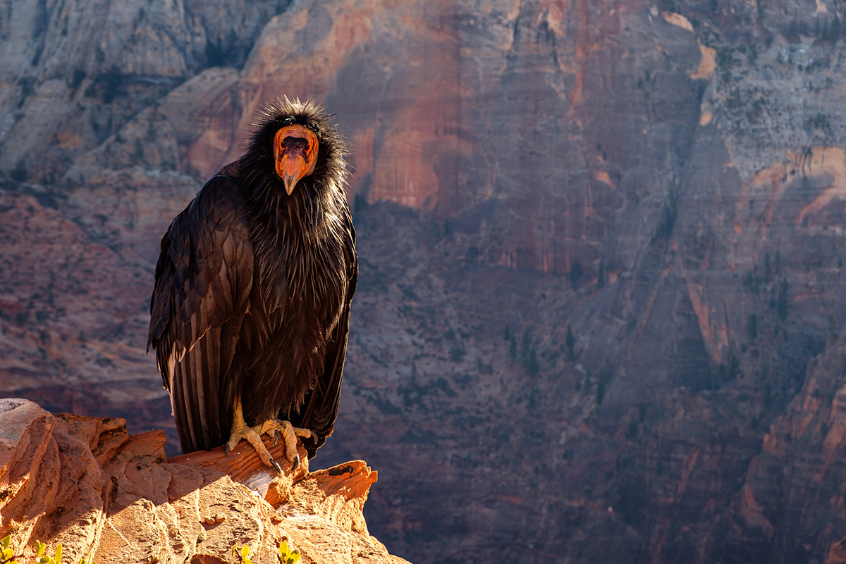 Fascinating Zion National Park Animals to Look For 12