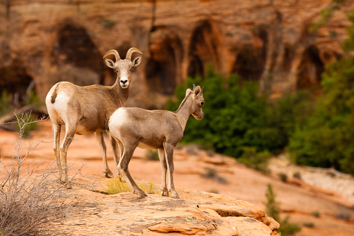 Fascinating Zion National Park Animals to Look For 15