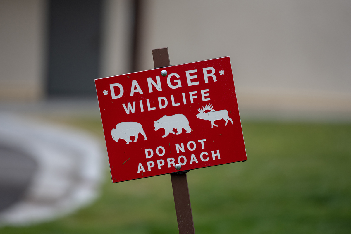 Meet the Yellowstone National Park Animals Up Close 2