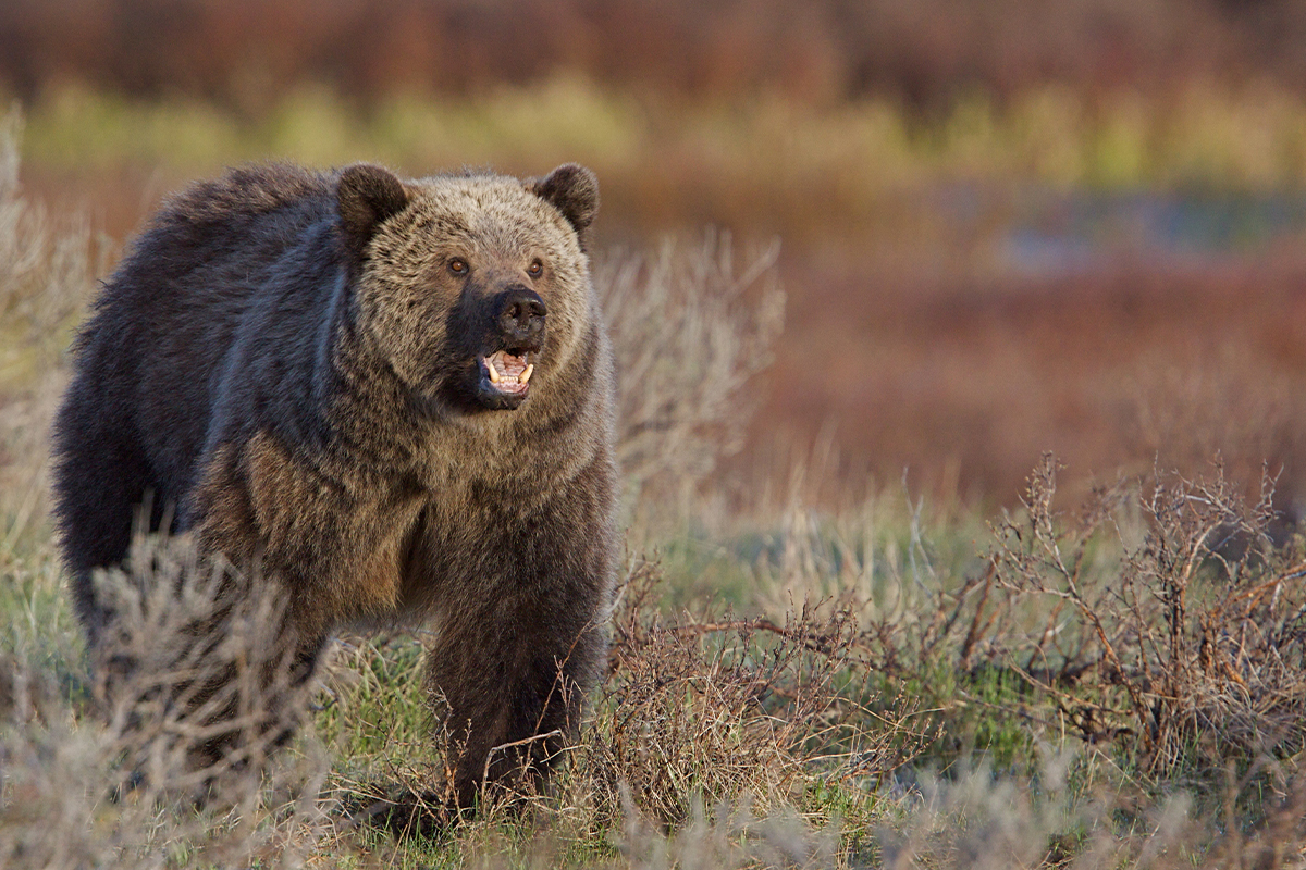 Meet the Yellowstone National Park Animals Up Close 3