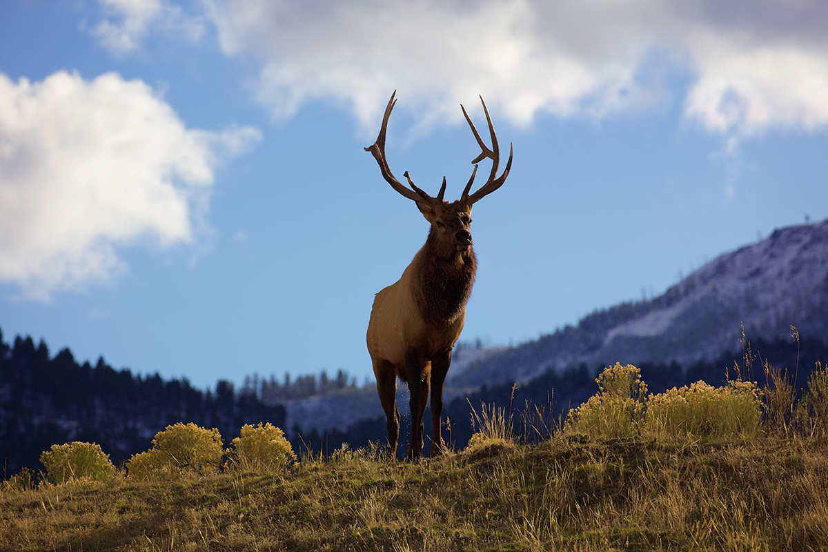 Meet the Yellowstone National Park Animals Up Close 5