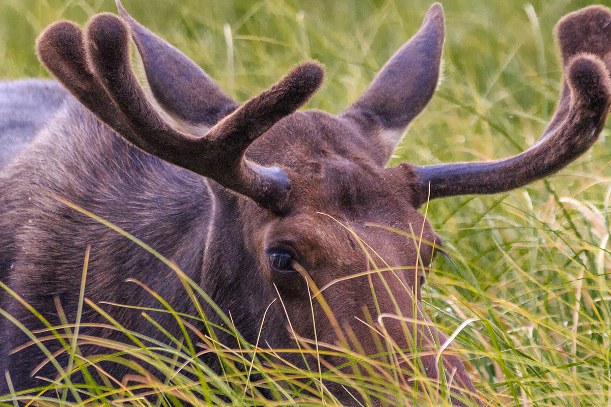 Meet the Yellowstone National Park Animals Up Close 6