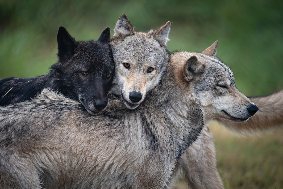 Meet the Yellowstone National Park Animals Up Close 7
