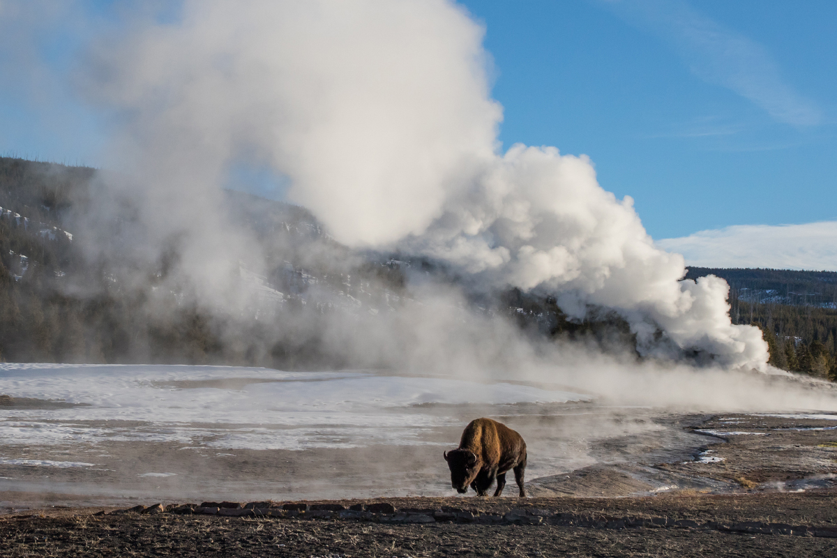 Meet the Yellowstone National Park Animals Up Close 8