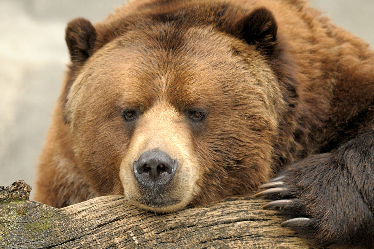 Meet the Yellowstone National Park Animals Up Close 9