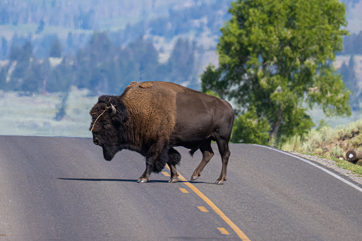 How to Travel from Yellowstone to Glacier National Park 1