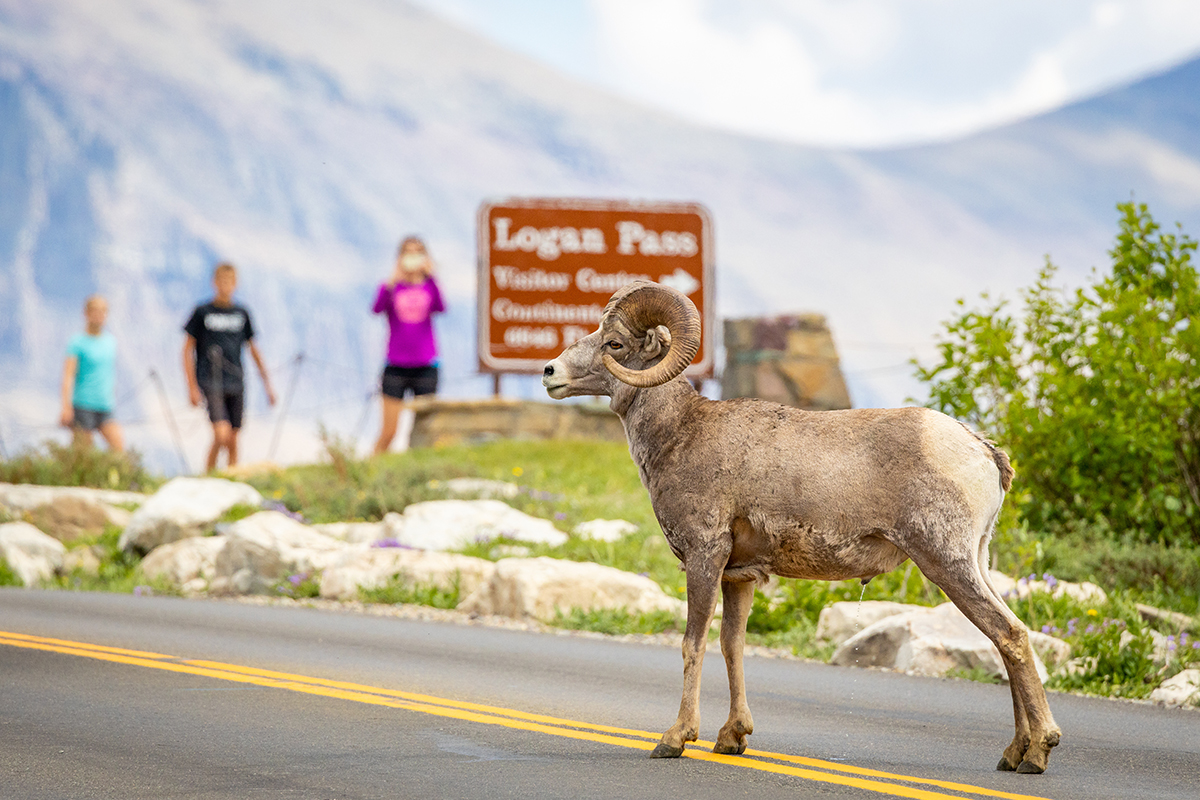 Exploring Animals And Their Habitats in Glacier National Park  1