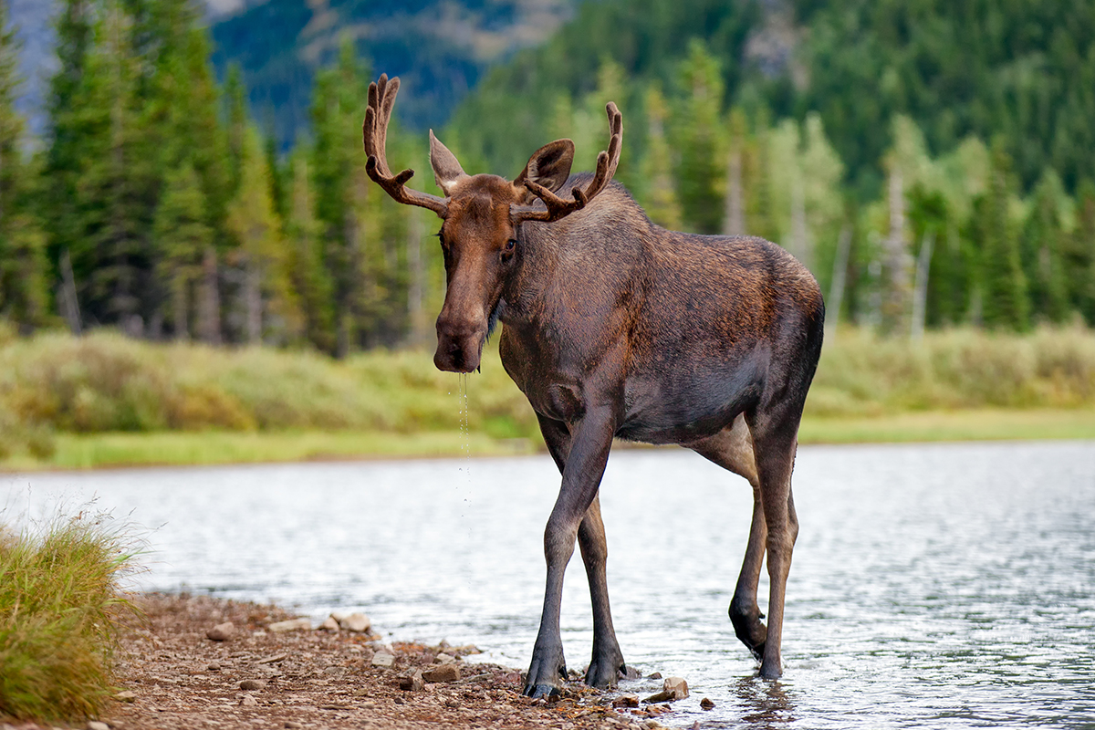 Exploring Animals And Their Habitats in Glacier National Park  3