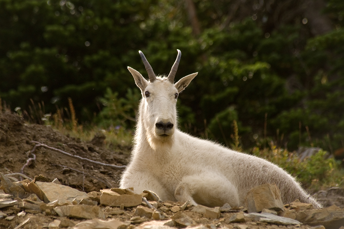 Exploring Animals And Their Habitats in Glacier National Park  4