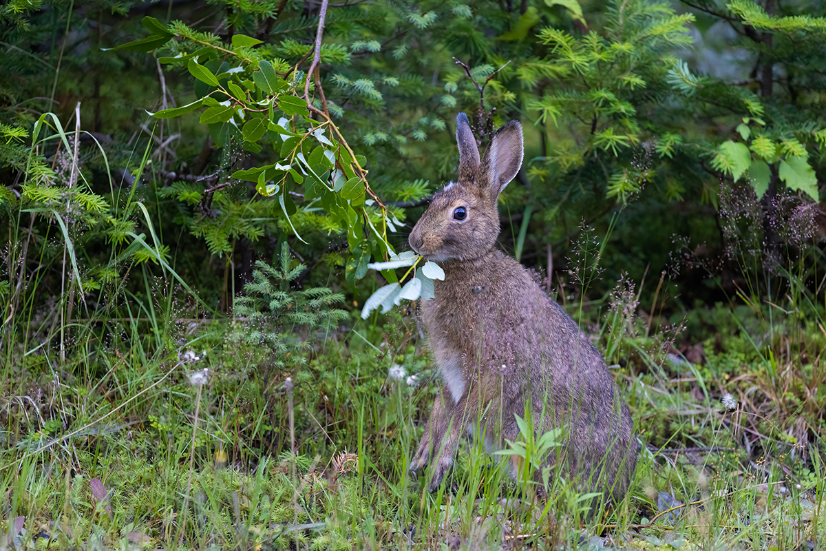 Exploring Animals And Their Habitats in Glacier National Park  5