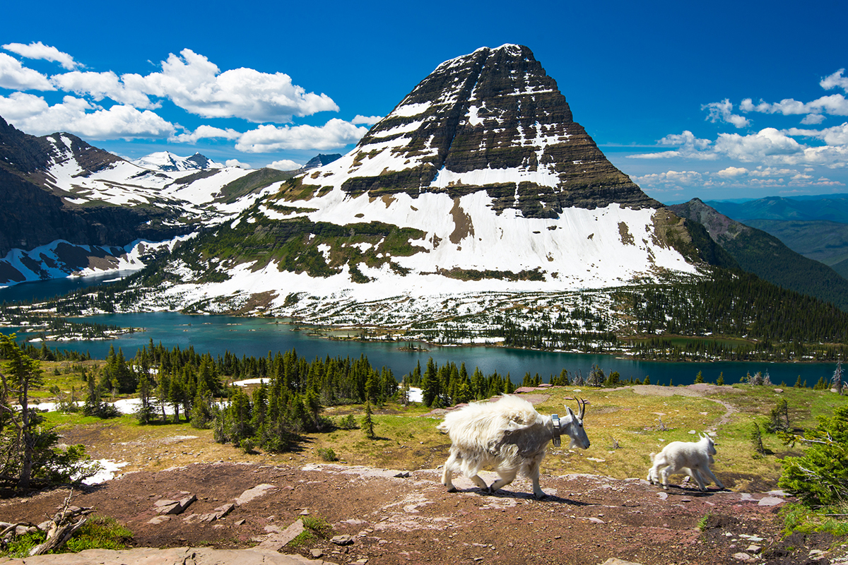 Exploring Animals And Their Habitats in Glacier National Park  7