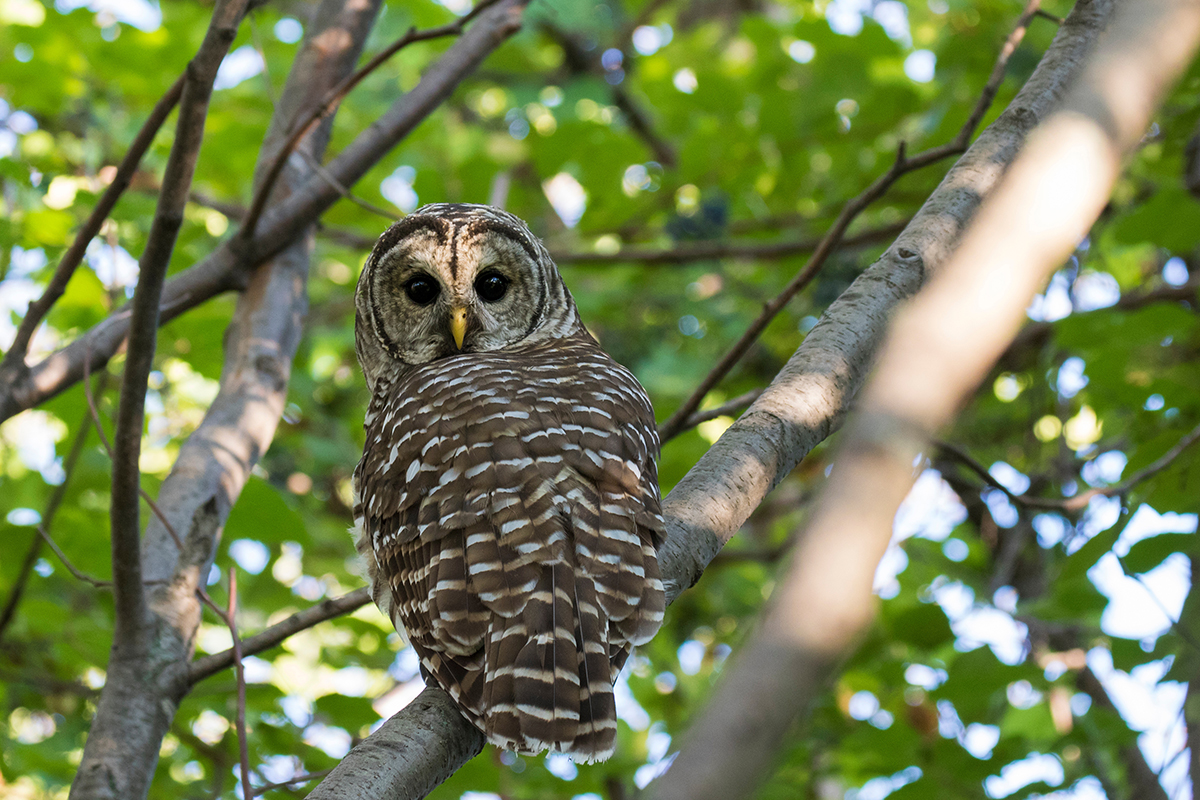 Exploring Acadia National Park Animals & Habitats 18
