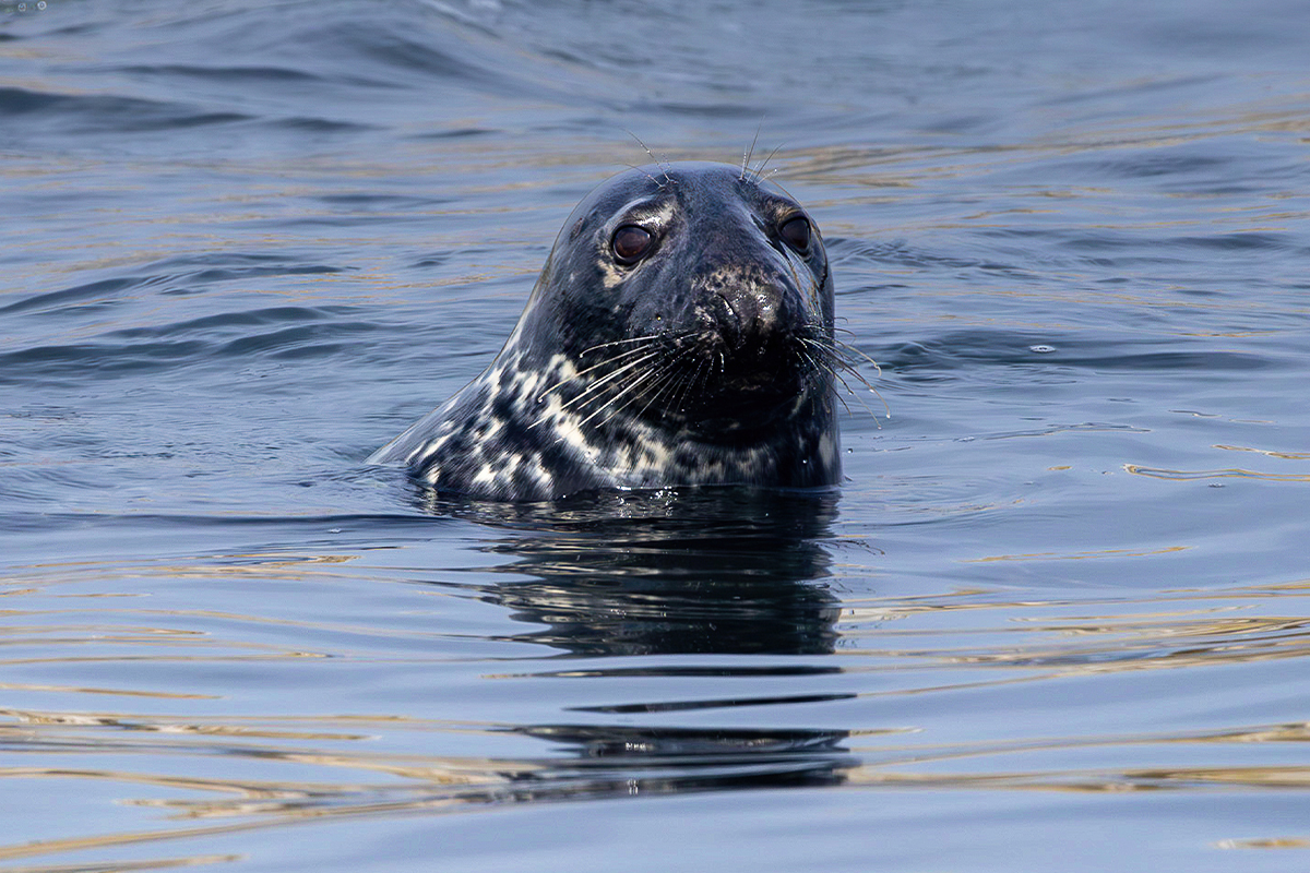 Exploring Acadia National Park Animals & Habitats 21