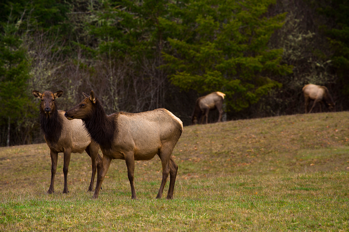 Olympic National Park Animals - Safety & Viewing Rules 1