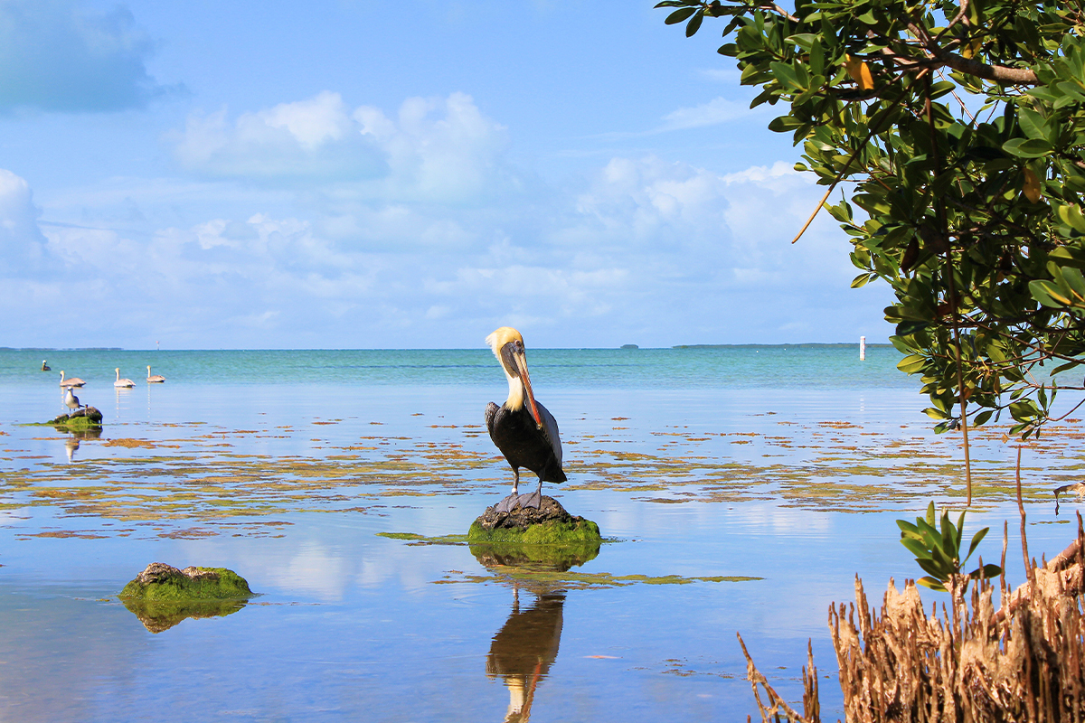 Everglades National Park Animals - Safety & Viewing Tips 11