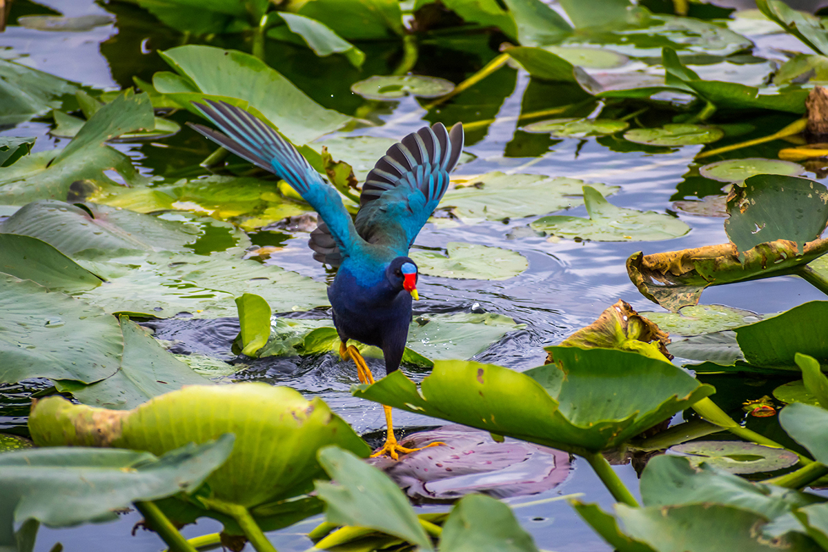 Everglades National Park Animals - Safety & Viewing Tips  12