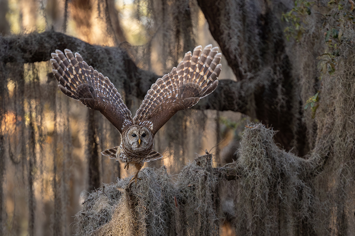 Everglades National Park Animals - Safety & Viewing Tips 14