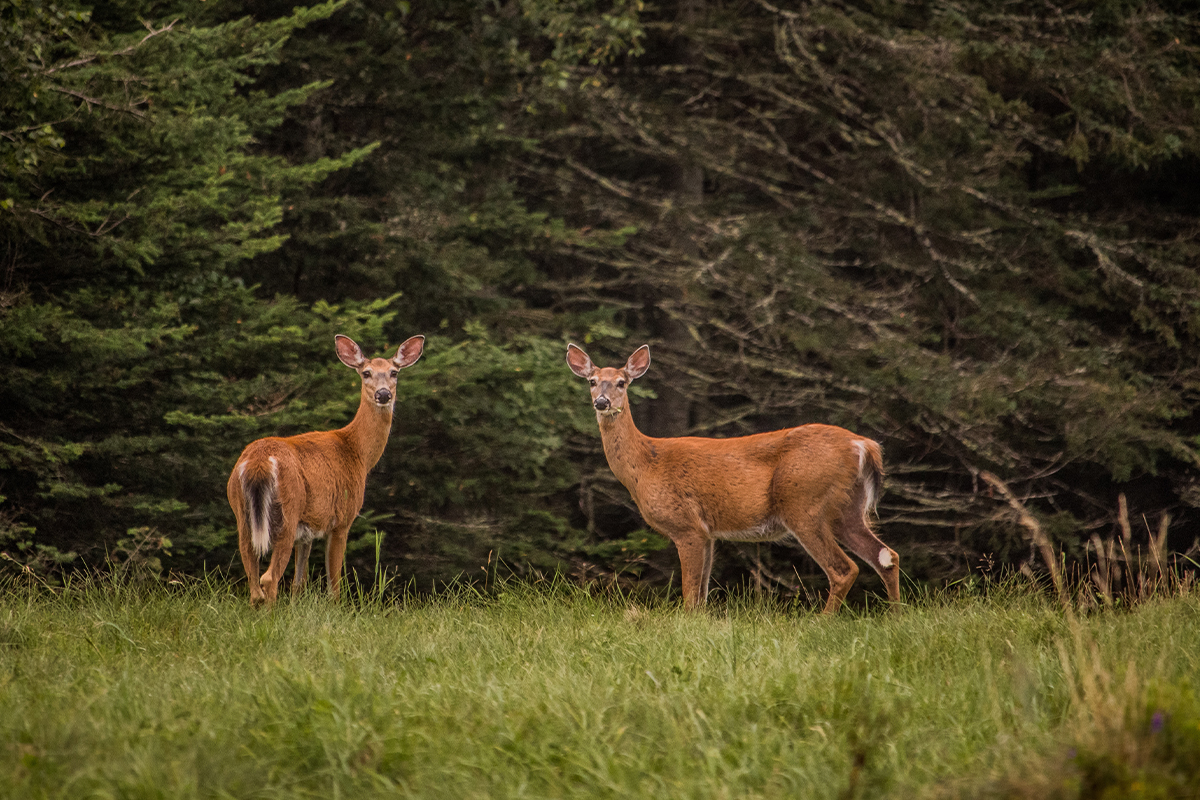 Exploring Acadia National Park Animals & Habitats 17