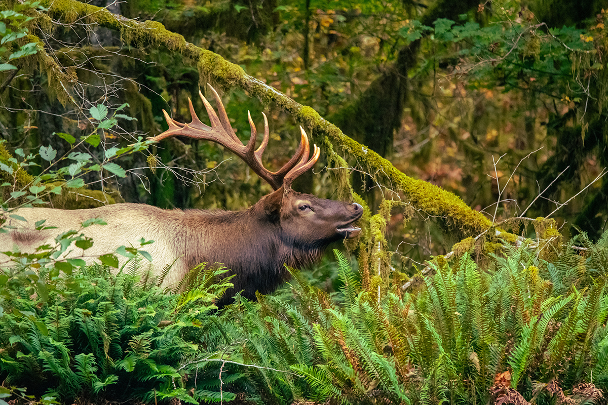 Olympic National Park Animals - Safety & Viewing Rules 2