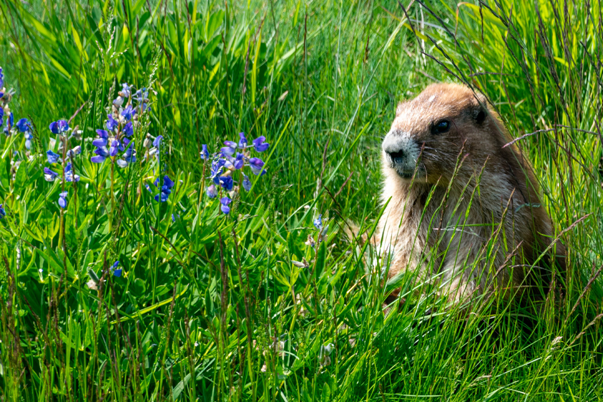 Olympic National Park Animals - Safety & Viewing Rules 3