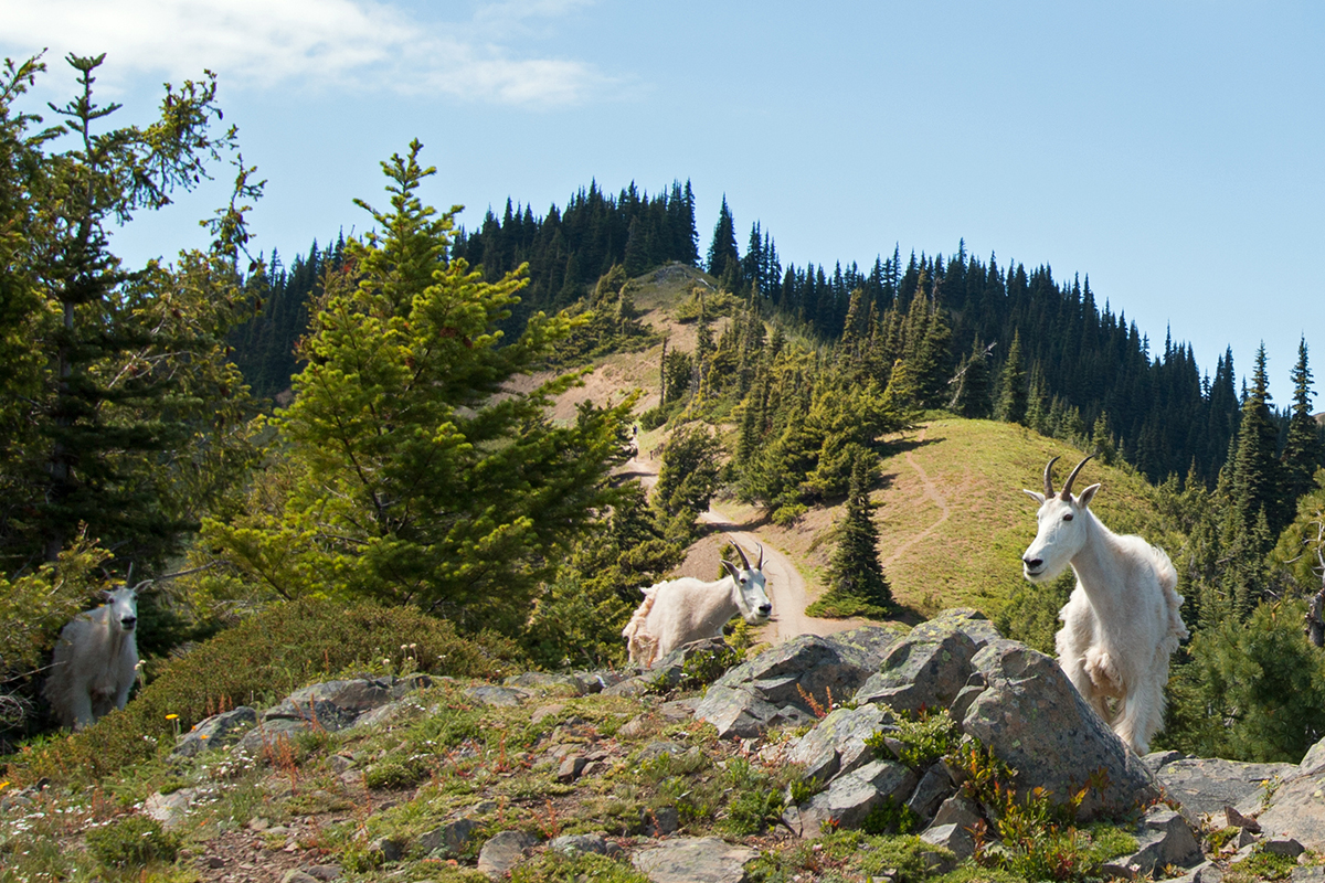 Olympic National Park Animals - Safety & Viewing Rules 4