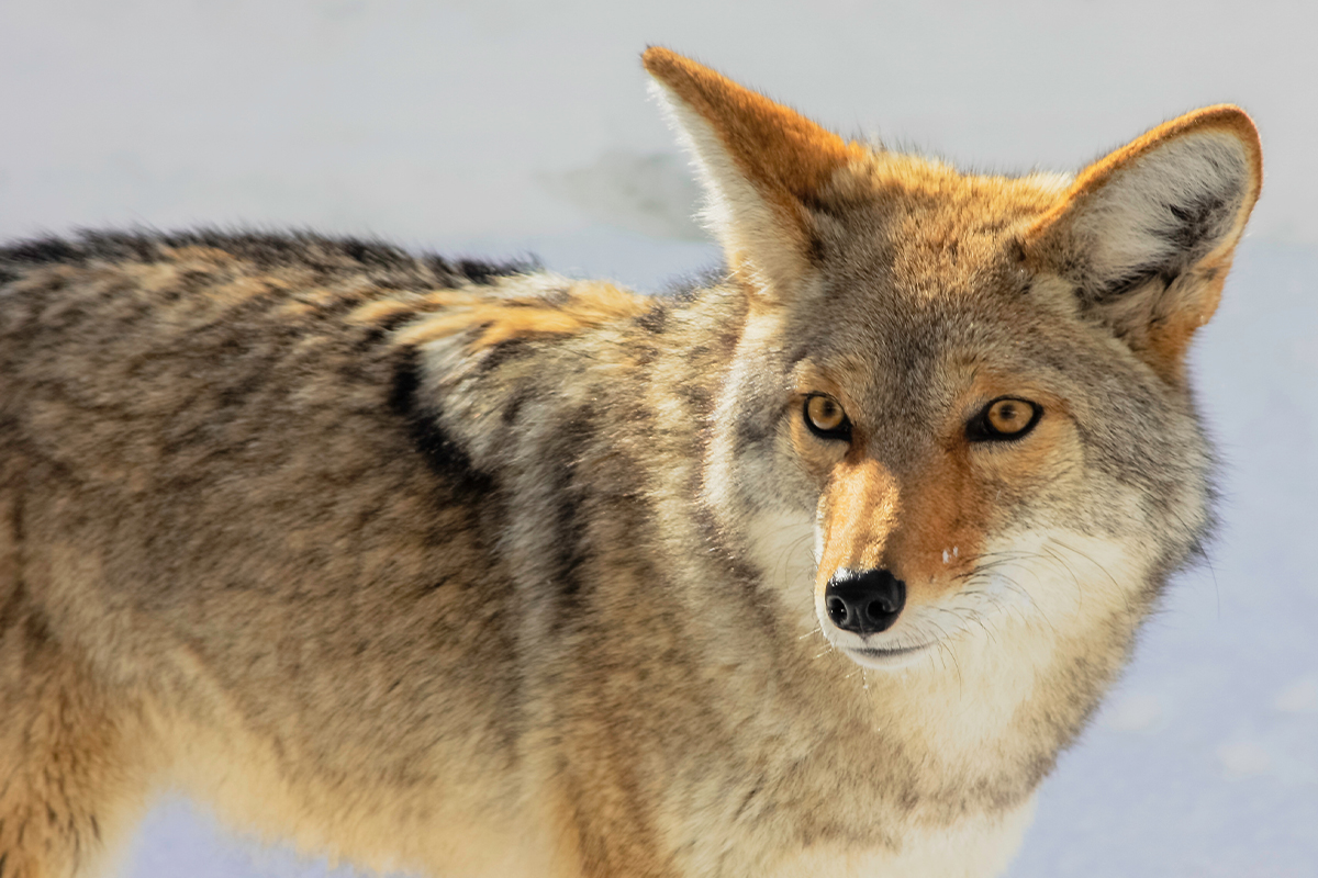 Wildlife in Redwood National Park: A Complete Guide 21