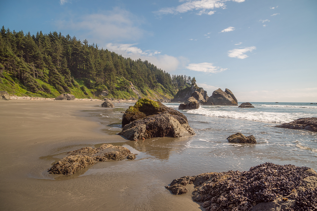 Wildlife in Redwood National Park: A Complete Guide 22