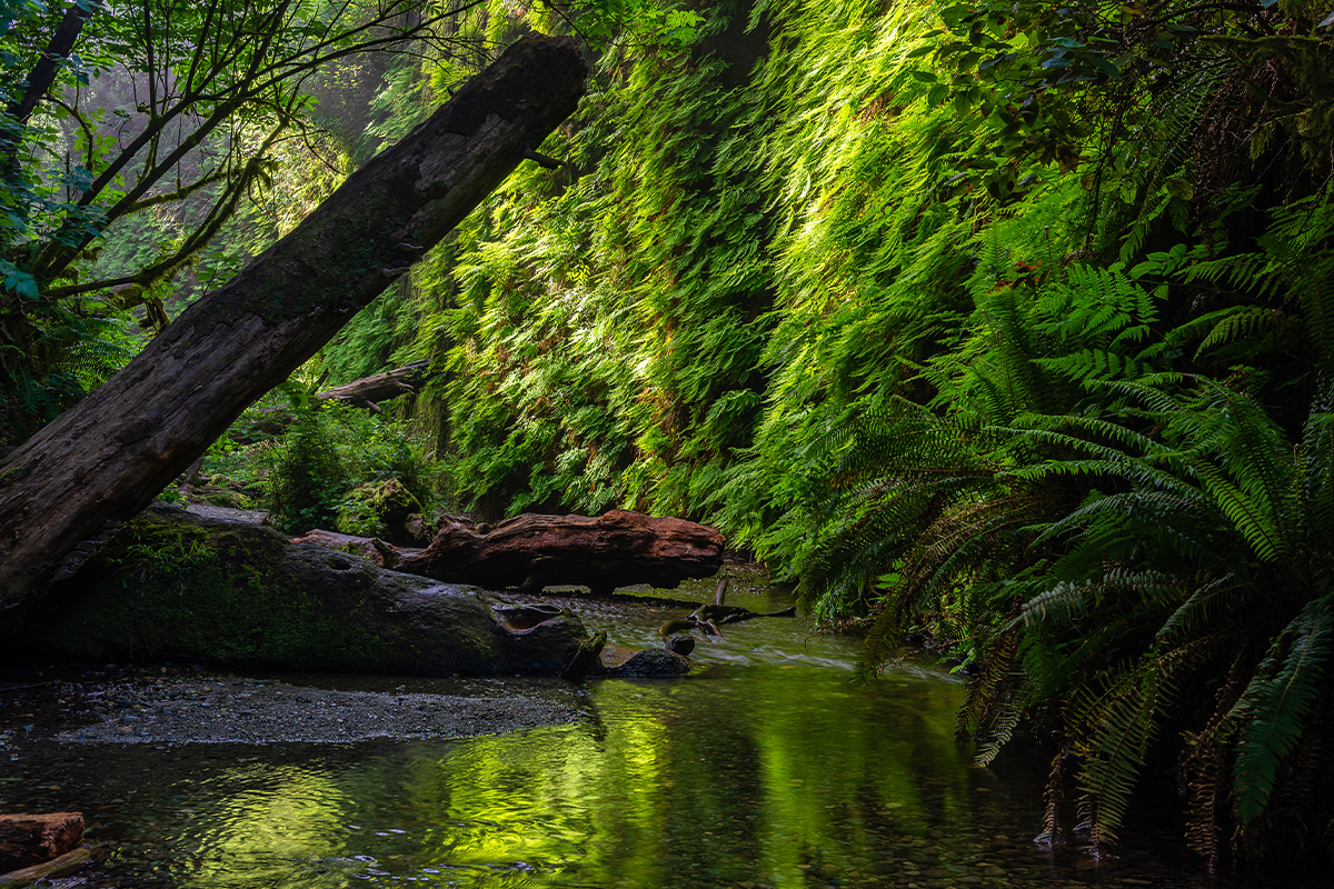 Wildlife in Redwood National Park: A Complete Guide 25