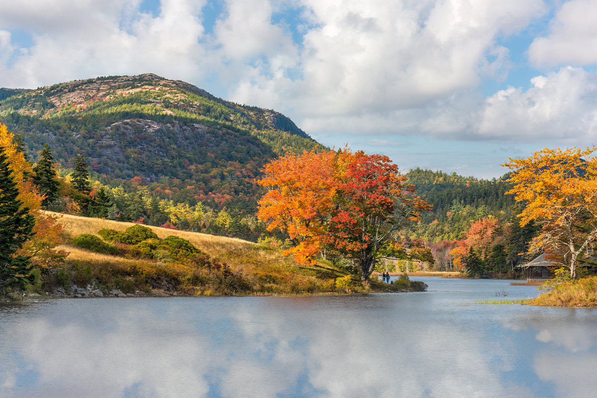 Exploring Acadia National Park Animals & Habitats 18