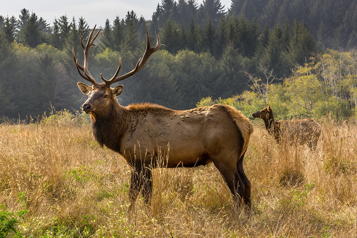 Wildlife in Redwood National Park: A Complete Guide 19