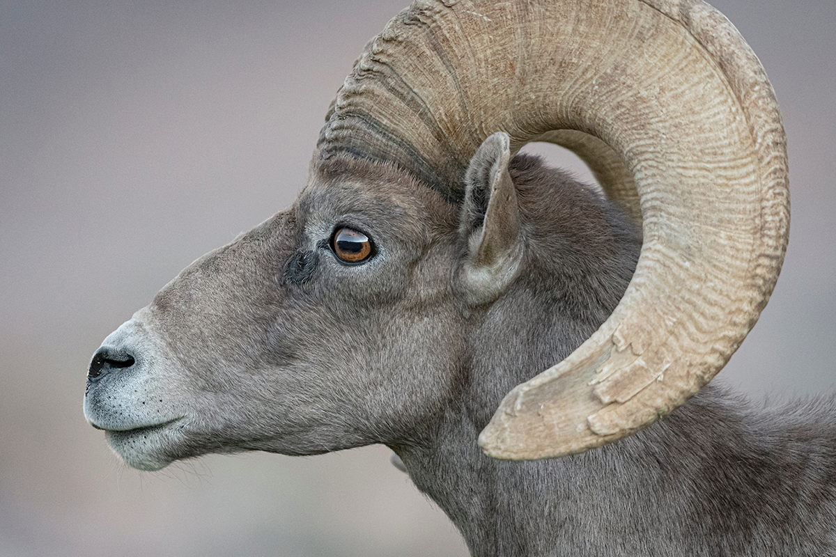 Animals in Rocky Mountain National Park: The Complete Wildlife Spotting Guide 19