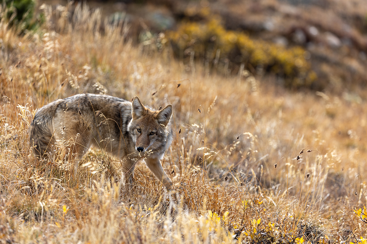 Animals in Rocky Mountain National Park: The Complete Wildlife Spotting Guide 23