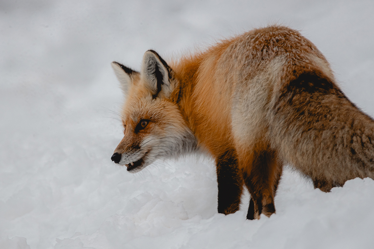 Animals in Rocky Mountain National Park: The Complete Wildlife Spotting Guide 24