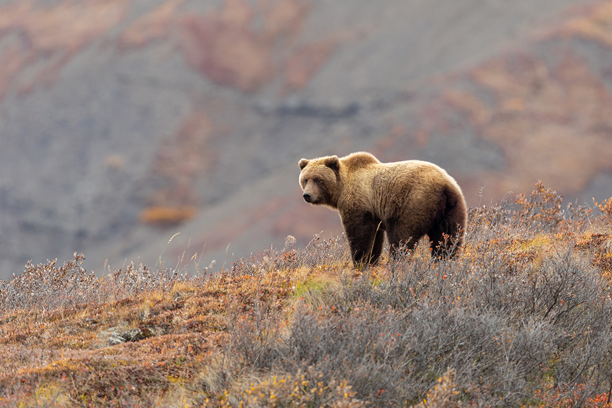 Animals in Denali National Park: A Visitor's Guide to the Big 5 & Beyond 28