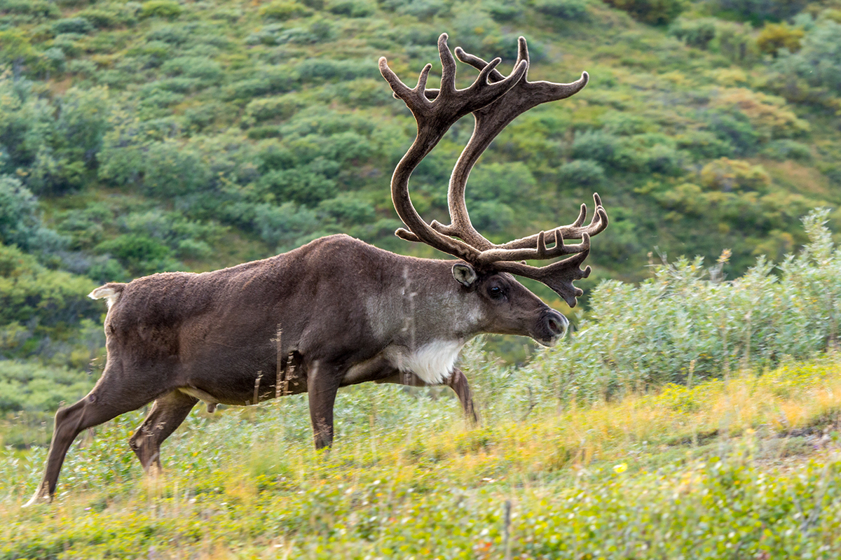 Animals in Denali National Park: A Visitor's Guide to the Big 5 & Beyond 31