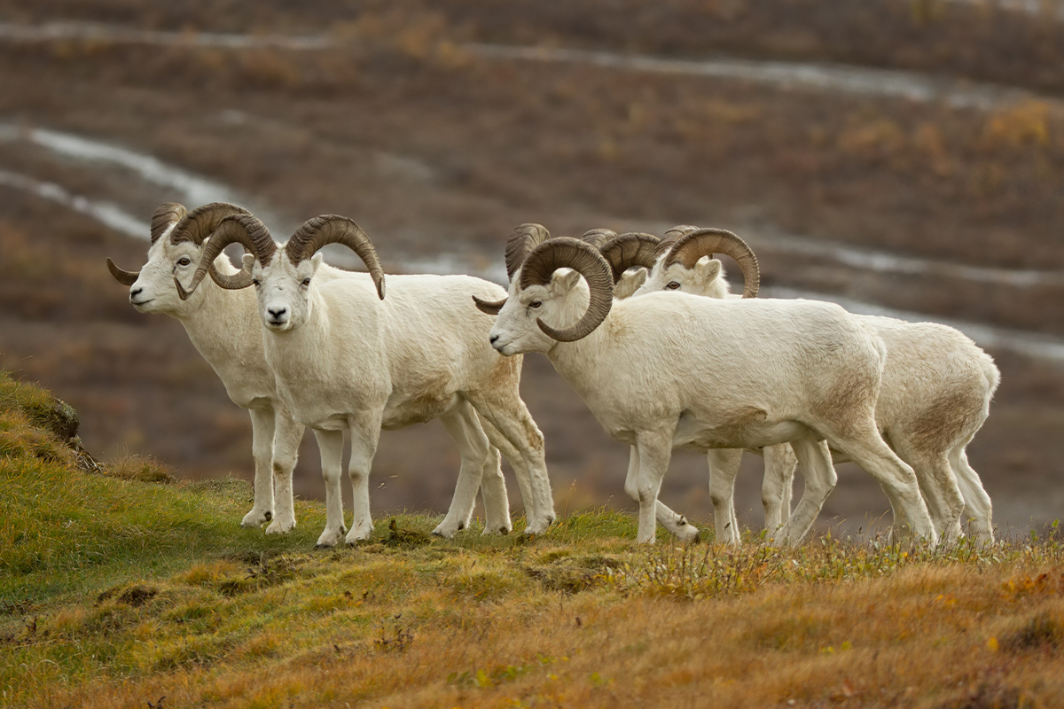 Animals in Denali National Park: A Visitor's Guide to the Big 5 & Beyond 32