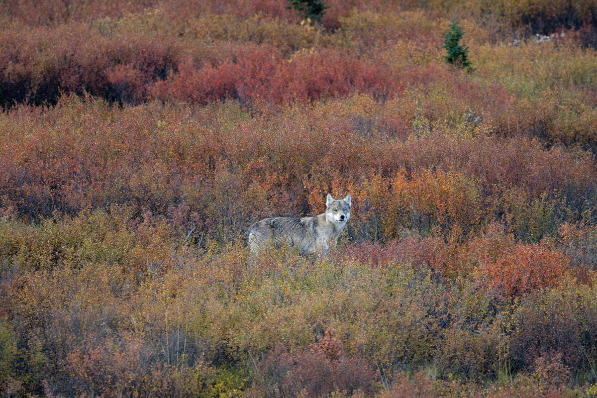 Animals in Denali National Park: A Visitor's Guide to the Big 5 & Beyond 33